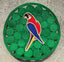Parrot Art