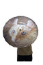 parasol-cat
